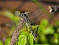 _MG_4399 dragonfly.jpg