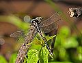 _MG_4404 dragonfly.jpg