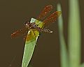 _MG_4434 dragonfly.jpg