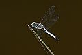 _MG_4441 dragonfly.jpg
