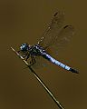 _MG_4443 dragonfly.jpg