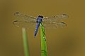 _MG_4447 dragonfly.jpg