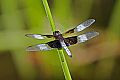 _MG_4450 dragonfly.jpg