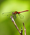 _MG_5561 red dragonfly.jpg