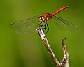 _MG_5562 red dragonfly.jpg