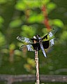 _MG_6154 dragonfly.jpg