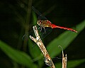 _MG_6188 red dragonfly.jpg