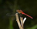_MG_6190 red dragonfly.jpg