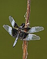 _MG_6206 dragonfly.jpg