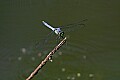 _MG_6259 dragonfly.jpg