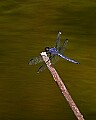 _MG_6269 blue dragonfly.jpg