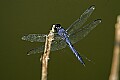 _MG_6286 blue dragonfly.jpg