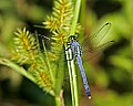 _MG_6305 blue dragonfly.jpg