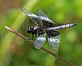 _MG_6318 dragonfly.jpg