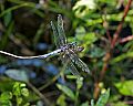 _MG_6416 dragonfly.jpg