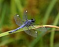 _MG_6480 four-spotted dragonfly.jpg