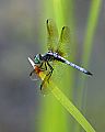 _MG_6487 dragonfly.jpg