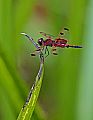 _MG_7345 elisa skimmer dragonfly.jpg