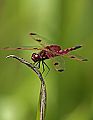 _MG_7386 elisa skimmer dragonfly.jpg