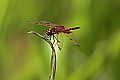 _MG_7422 elisa skimmer dragonfly.jpg