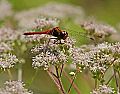 _MG_8031 red dragonfly.jpg