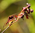 _MG_8050 red dragonfly.jpg