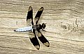 DSC_1340 white tail dragonfly.jpg