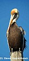 DSC_8113 brown pelican.jpg