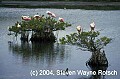 Florida008 Roseate Spoonbills resting.jpg