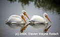 Florida094 three white pelicans.jpg