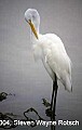 Florida100 great white egret.jpg
