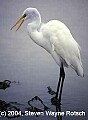 Florida101 great white egret.jpg