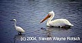 Florida122 snowy egret and white pelican.jpg
