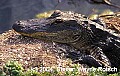 Florida138 6-foot alligator.jpg