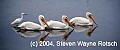 Florida147 three white pelicans and snowy egret.jpg
