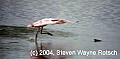 Florida167 takeoff roseate spoonbill.jpg