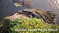 Florida215 6-foot alligator.jpg