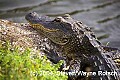 Florida217 6-foot alligator.jpg