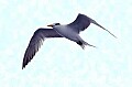 Florida224 common tern.jpg