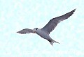 Florida243 common tern.jpg