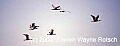 Florida258 flock of spoonbills flying.jpg