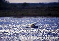 Florida259 snowy egret flying.jpg