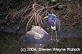Florida349 tricolored heron.jpg