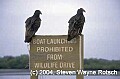 Florida352 vultures on no launch sign.jpg