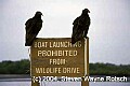 Florida354 vultures on no launch sign.jpg
