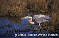 Florida361 great blue heron.jpg