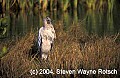 Florida366 wood stork.jpg