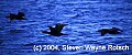Florida369 cormorants.jpg