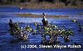 Florida371 cormorants.jpg