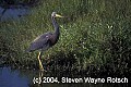 Florida380 tricolored heron.jpg
